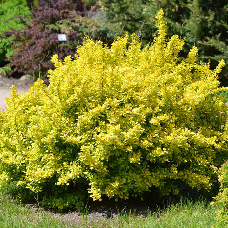 Dracila Berberis Japoneza Aurea, cu frunze aurii
