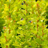Dracila Berberis Japoneza Golden Rocket, cu frunze aurii