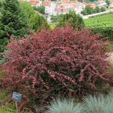 Dracila Berberis Japoneza Harlequin, cu frunze roz-alb
