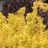 Dracila Berberis Japoneza Maria, cu frunze aurii