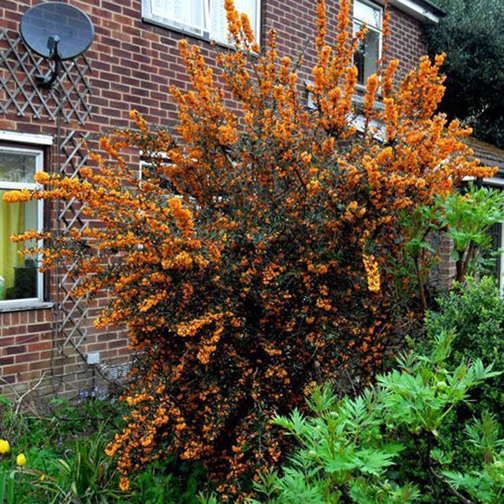 Dracila Berberis Japoneza Orange King, cu frunze portocalii