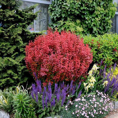Dracila Berberis Japoneza Orange Rocket, cu frunzis rosu-portocaliu