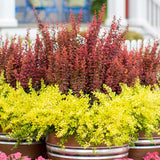 Dracila Berberis Japoneza Orange Rocket, cu frunzis rosu-portocaliu