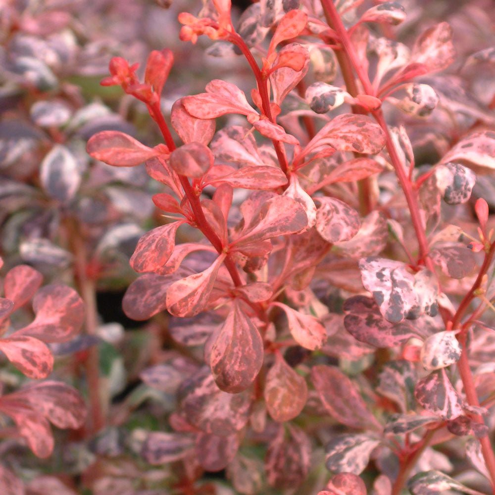 Dracila Berberis Japoneza Pink Queen, cu flori roz-pal