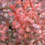 Dracila Berberis Japoneza Pink Queen, cu flori roz-pal