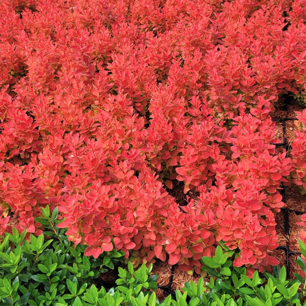 Dracila Berberis Japoneza portocaliu Orange Ice, cu frunze portocalii