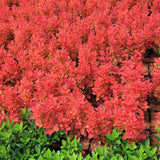 Dracila Berberis Japoneza portocaliu Orange Ice, cu frunze portocalii