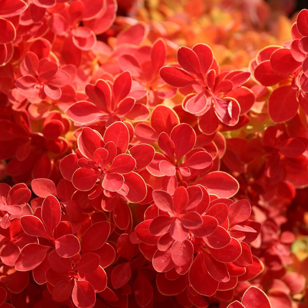 Dracila Berberis Japoneza portocaliu Orange Ice, cu frunze portocalii