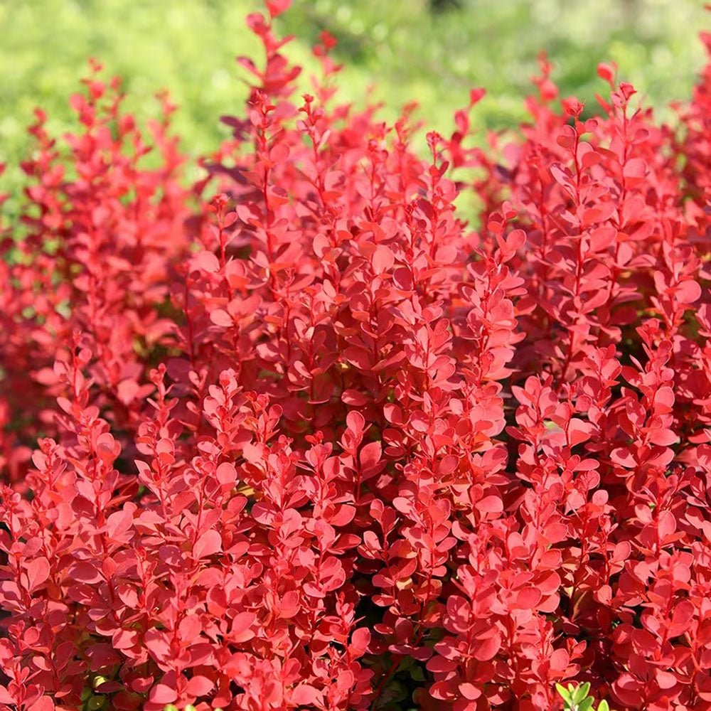 Dracila Berberis Japanese Orange Ice, с портокалови листа