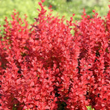 Dracila Berberis Japanese Orange Ice, с портокалови листа