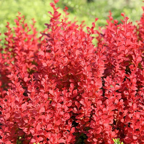 Dracila Berberis Japanese Orange Ice, с портокалови листа