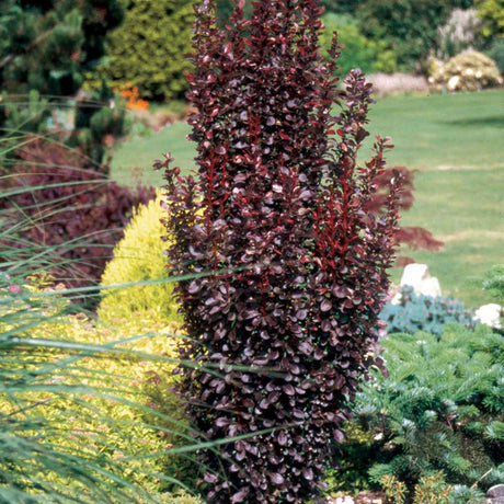 Dracila Berberis Japoneza Red Pillar, cu frunze rosii-burgundiu