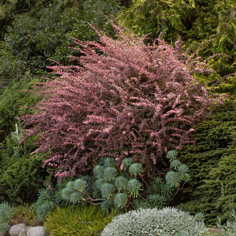 Dracila Berberis Japoneza Rose Glow, cu frunze roz-purpuriu
