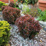 Dracila Berberis Japoneza Bagatelle, cu frunze rosu-burgundiu