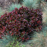 Dracila Berberis Japoneza Bagatelle, cu frunze rosu-burgundiu