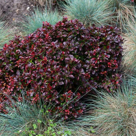 Dracila Berberis Japoneza Bagatelle, cu frunze rosu-burgundiu