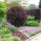 Dracila Berberis Japoneza Atropurpurea, cu frunze rosu-inchis