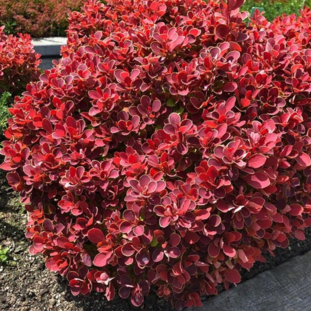 Dracila Berberis Japoneza Ruby Star, cu frunze purpurii