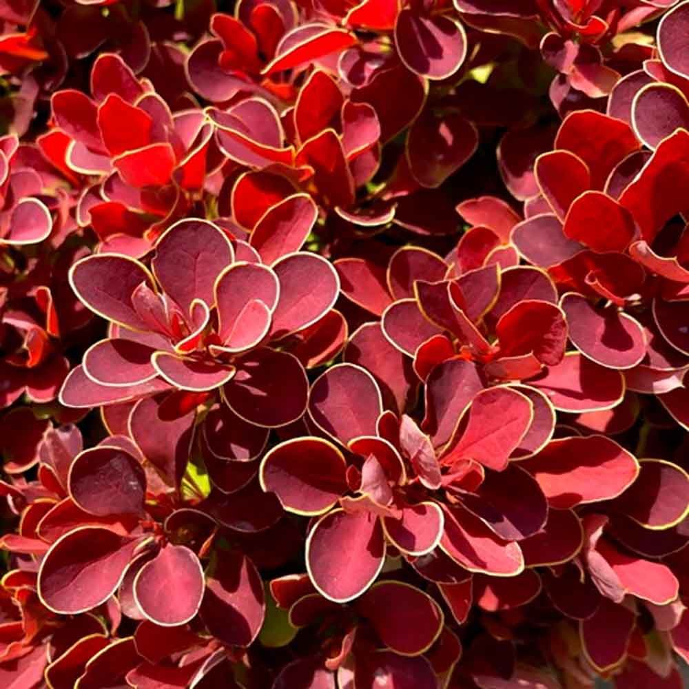 Берберис японски Ruby Star, декоративен джуджевиден храст с рубинено-червени листа за бордюри и ниски живи плетове