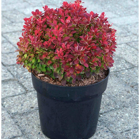 Dracila Berberis Japanese Ruby Star, с лилави листа