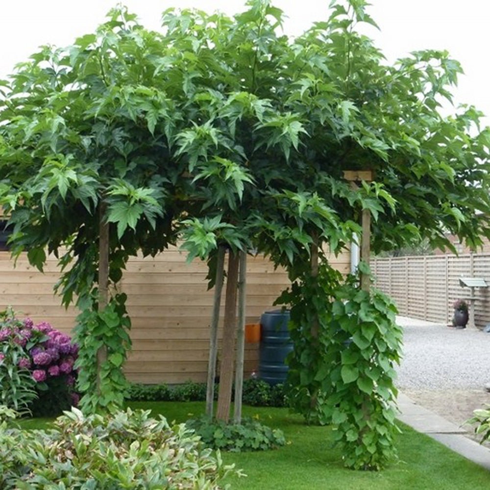 Dud Ornamental Alb (Morus Alba)