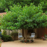 Dud Ornamental Alb (Morus Alba)