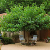 Dud Ornamental Alb (Morus Alba)