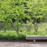 Dud Ornamental Alb (Morus Alba)