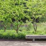 Dud Ornamental Alb (Morus Alba)