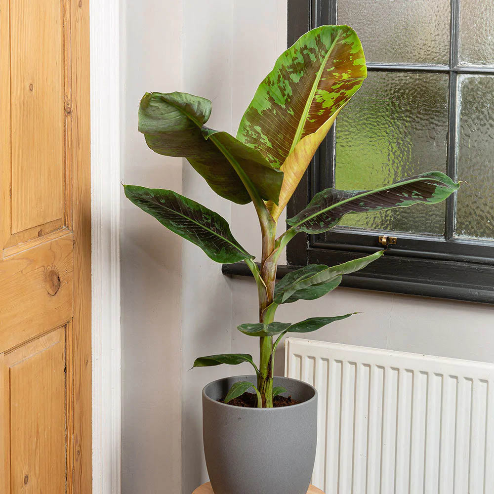 Bananier Dwarf Cavendish - 100 cm