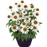 Echinacea cu flori albe, planta perena decorativa, atrage albinele, inflorire indelungata