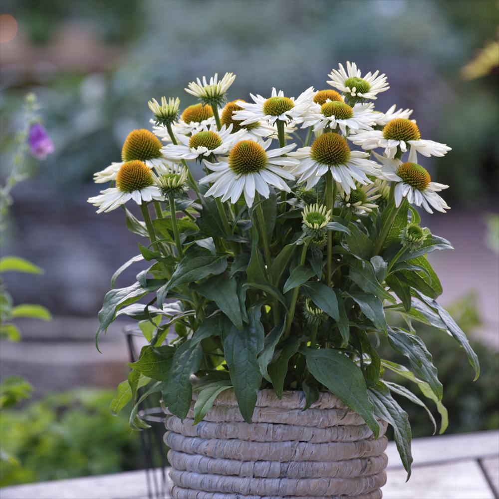 Echinacea cu flori albe, planta perena decorativa, atrage albinele, inflorire indelungata