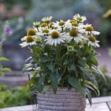 Echinacea cu flori albe, planta perena decorativa, atrage albinele, inflorire indelungata