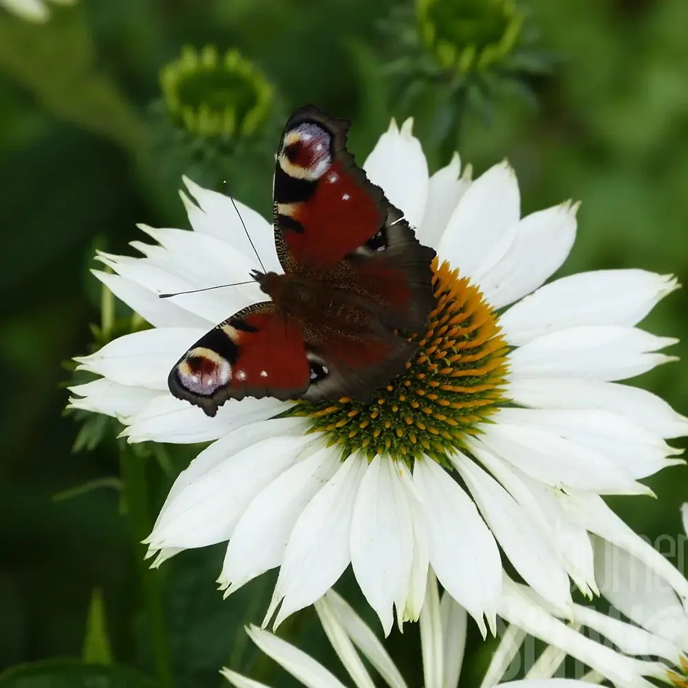 Echinacea cu flori albe, planta perena decorativa, atrage albinele, inflorire indelungata