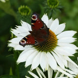 Echinacea cu flori albe, planta perena decorativa, atrage albinele, inflorire indelungata