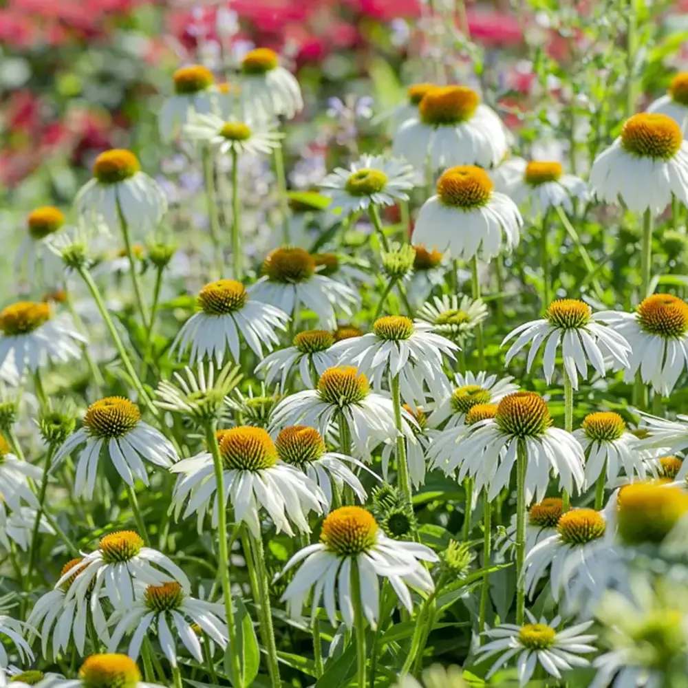 Echinacea cu flori albe, planta perena decorativa, atrage albinele, inflorire indelungata