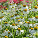 Echinacea cu flori albe, planta perena decorativa, atrage albinele, inflorire indelungata