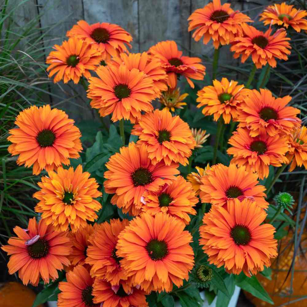 Echinacea Sunseeker Mineola, с оранжеви цветове, декоративно многогодишно растение, привлича пчели, дълъг период на цъфтеж