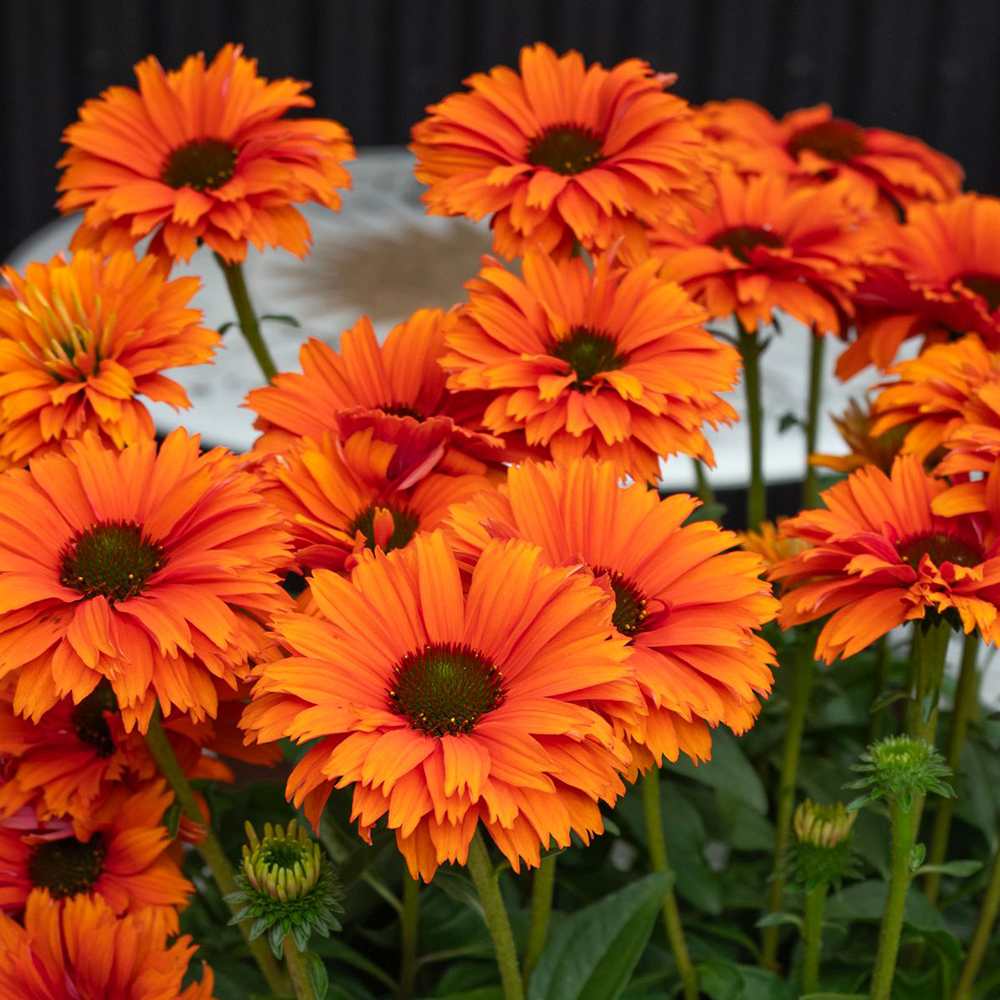Echinacea Sunseeker Mineola, cu flori portocalii, planta perena decorativa, atrage albinele, inflorire indelungata