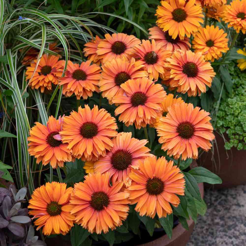 Echinacea Sunseeker Mineola, cu flori portocalii, planta perena decorativa, atrage albinele, inflorire indelungata