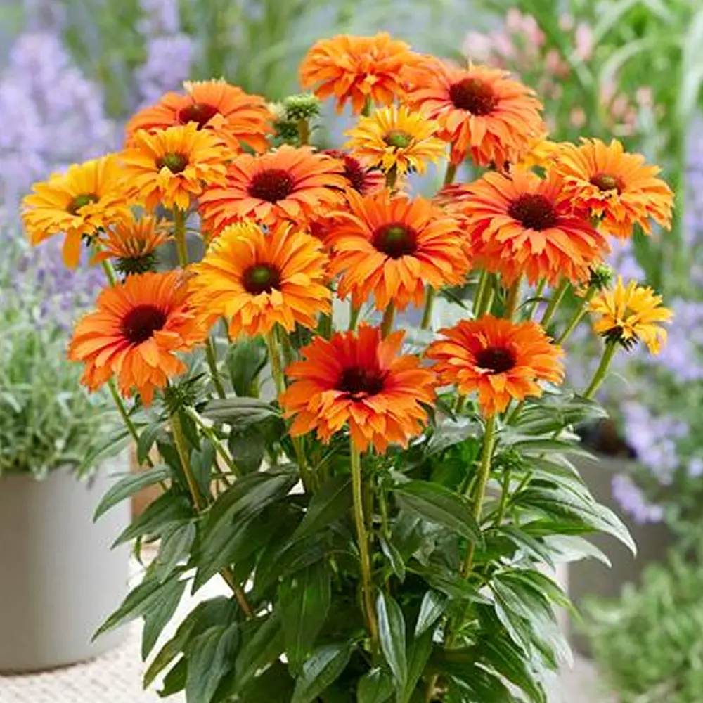 Echinacea Sunseeker Mineola, cu flori portocalii, planta perena decorativa, atrage albinele, inflorire indelungata