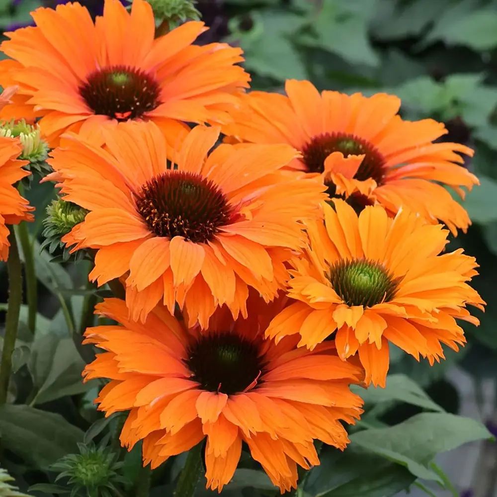 Echinacea Sunseeker Mineola, cu flori portocalii, planta perena decorativa, atrage albinele, inflorire indelungata