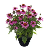 Echinacea Mooodz Courage cu flori roz intens, planta perena decorativa, atrage albinele, inflorire indelungata