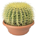 Black Friday - Reduceri Cactus Perna Soacrei Echinopsis - 20 cm Promotie