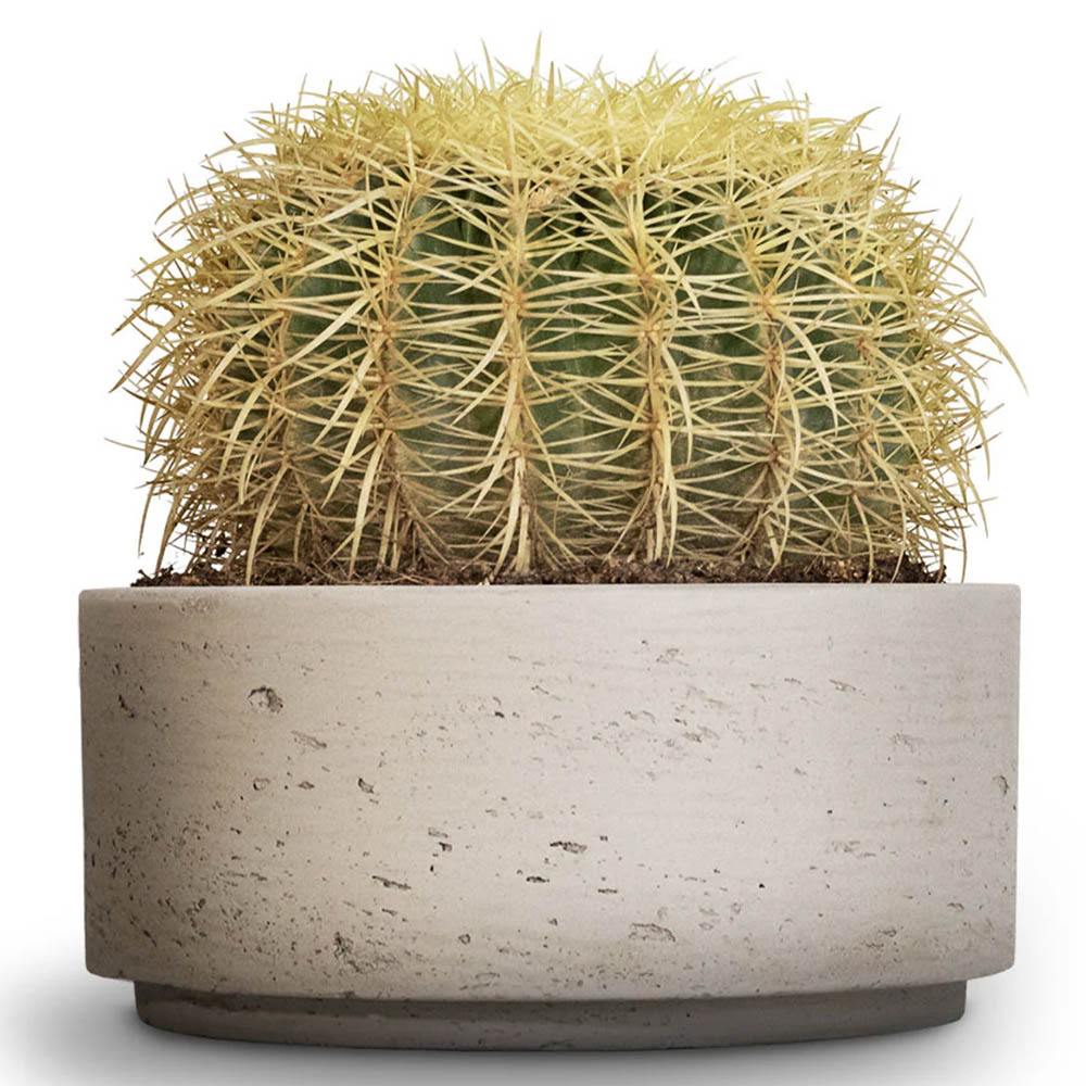 Black Friday - Reduceri Cactus Perna Soacrei Echinopsis - 20 cm Promotie