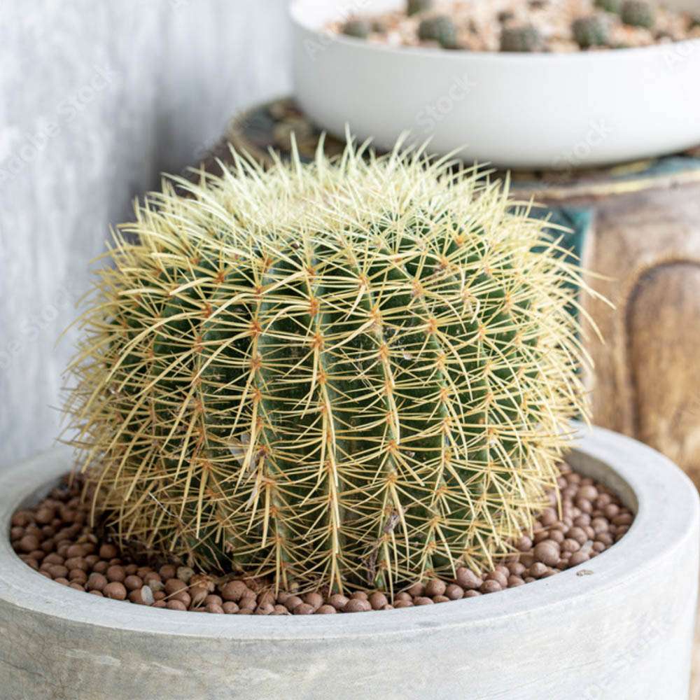 Black Friday - Reduceri Cactus Perna Soacrei Echinopsis - 20 cm Promotie