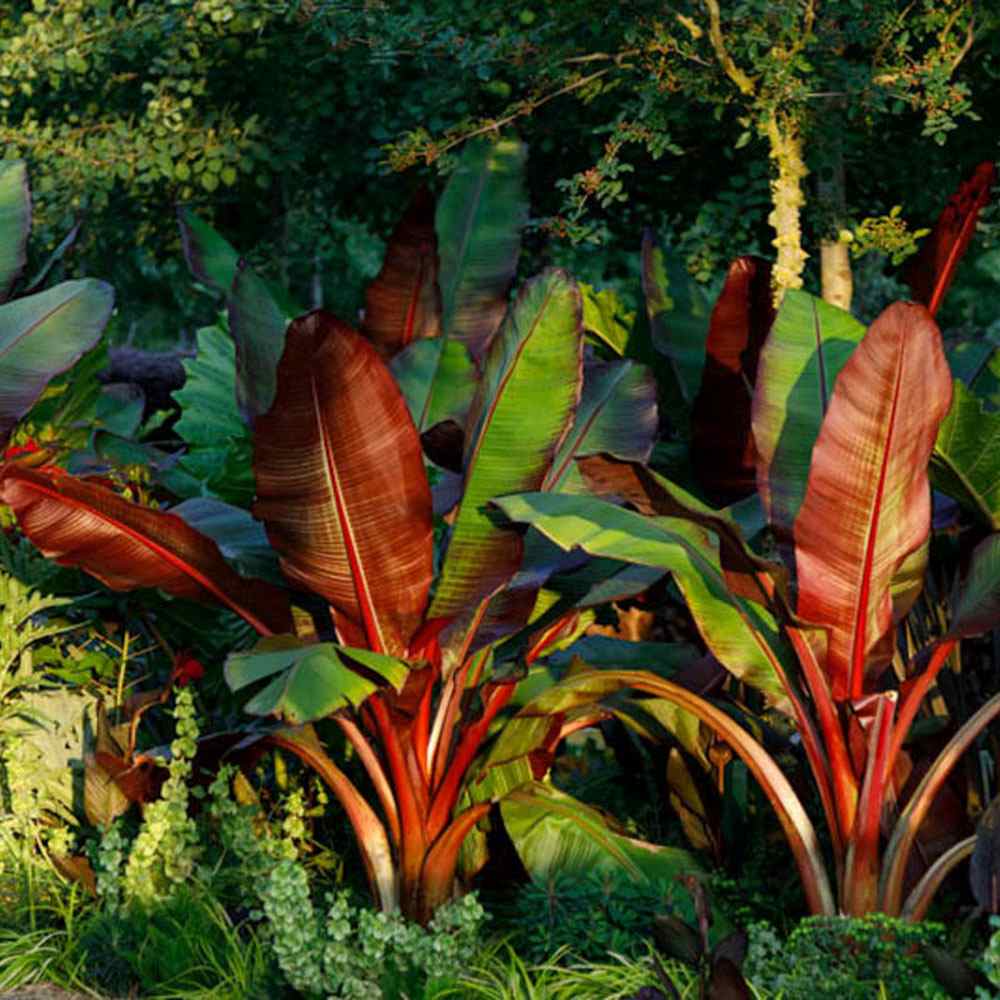 Bananier rosu (Ensete ventricosum Maurelii), planta exotica mare, decorativa, pentru interior si terasa