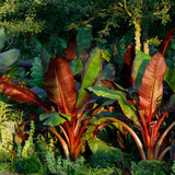 Bananier rosu (Ensete ventricosum Maurelii), planta exotica mare, decorativa, pentru interior si terasa
