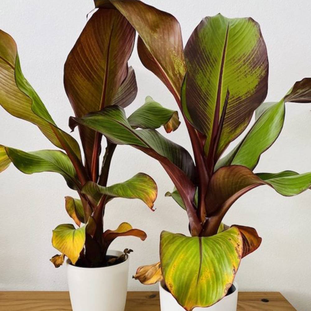Bananier rosu (Ensete ventricosum Maurelii), planta exotica mare, decorativa, pentru interior si terasa