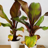 Червен банан (Ensete ventricosum Maurelii), 70-80 см, екзотично голямо декоративно растение, за интериор и тераса